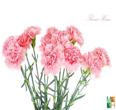  Tranh dán tường Hàn Quốc - hoa phăng FW 071